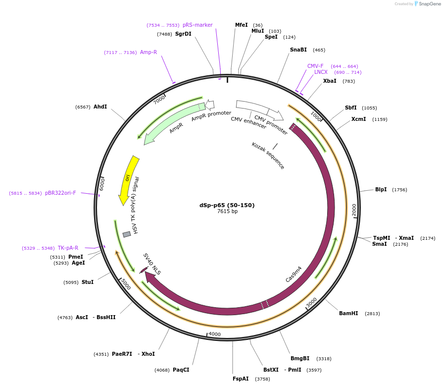 99661-plasmid-map-sequence-id-189830