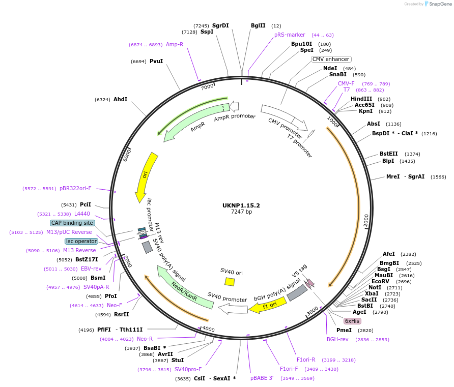 97420-plasmid-map-sequence-id-189837