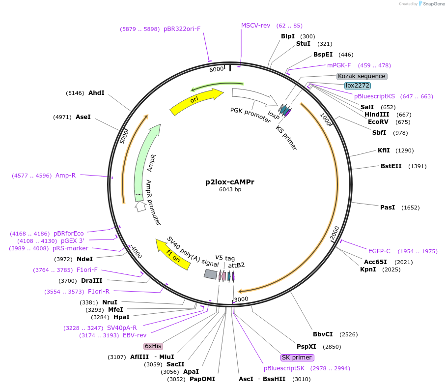 99143-plasmid-map-sequence-id-189838
