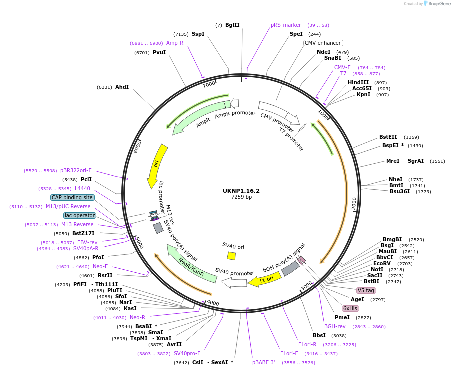 98187-plasmid-map-sequence-id-189840