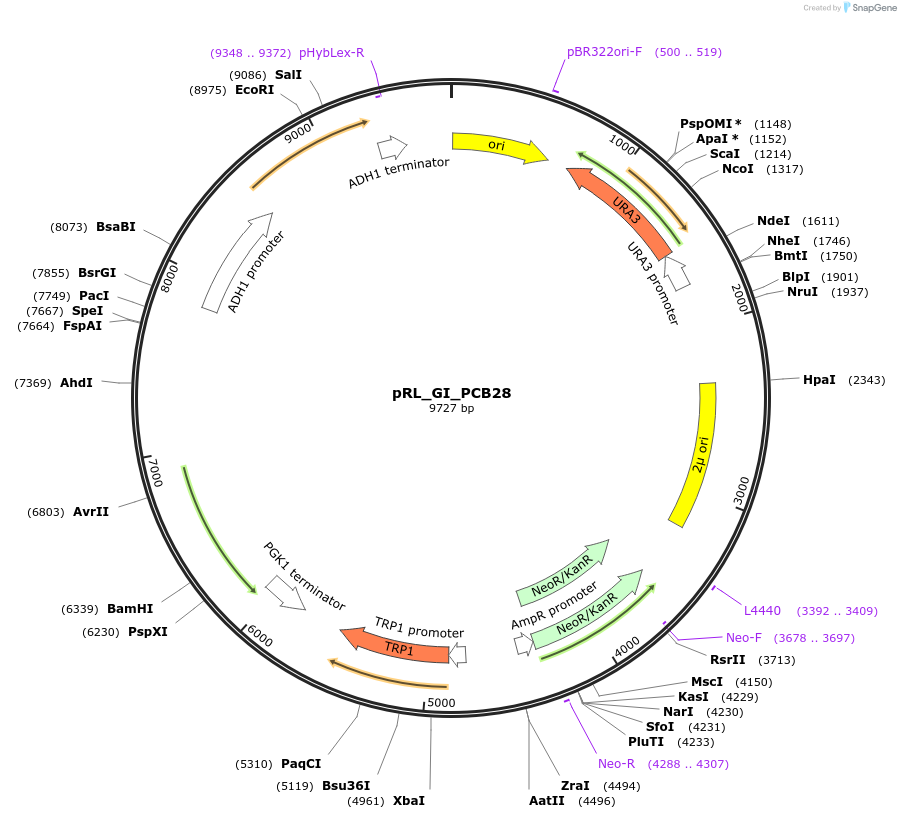 98745-plasmid-map-sequence-id-189854