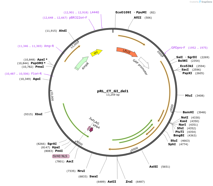 98744-plasmid-map-sequence-id-189858