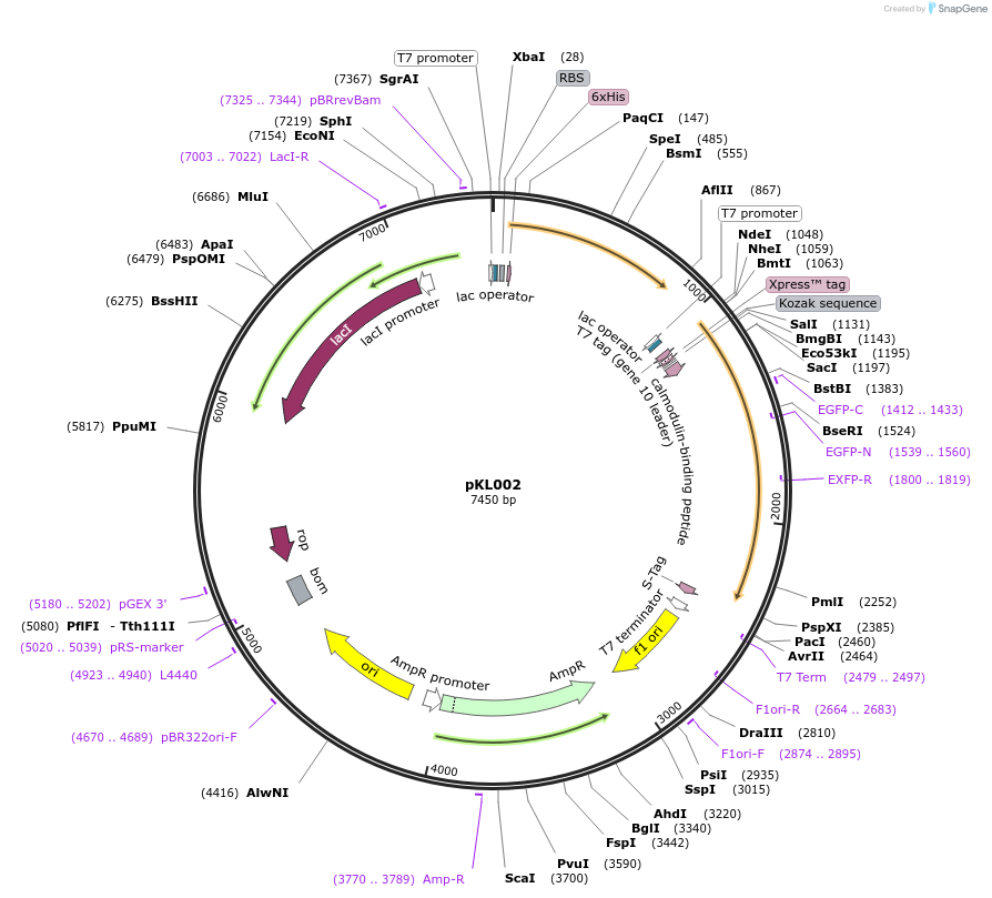 98921-plasmid-map-sequence-id-189876
