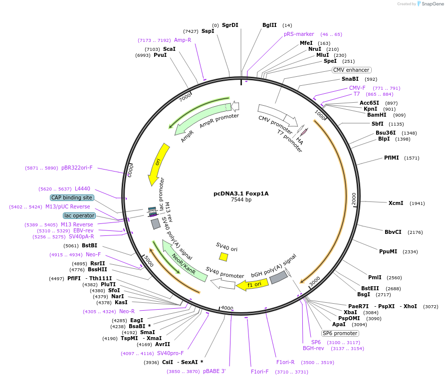 16362-plasmid-map-sequence-id-189878