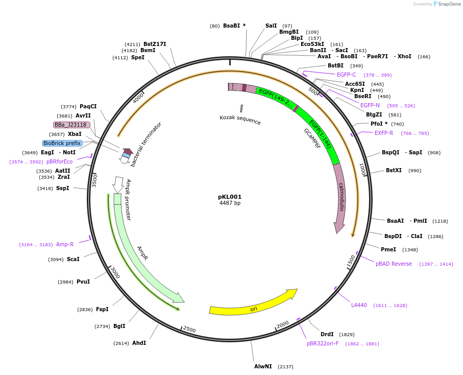 98917-plasmid-map-sequence-id-189879