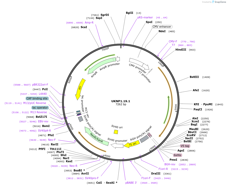 98192-plasmid-map-sequence-id-189887