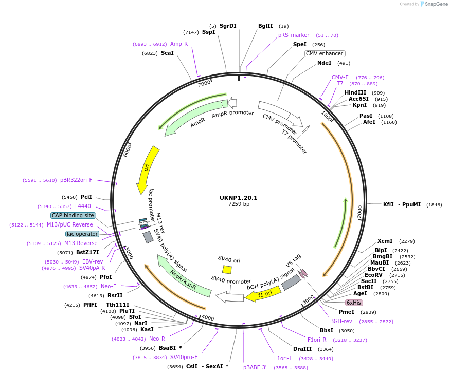 98195-plasmid-map-sequence-id-189891