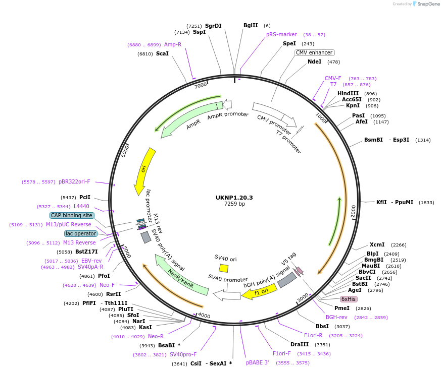98197-plasmid-map-sequence-id-189896