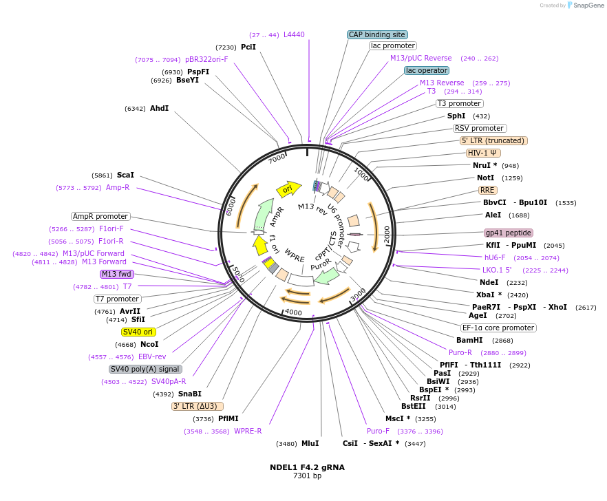 90792-plasmid-map-sequence-id-189915