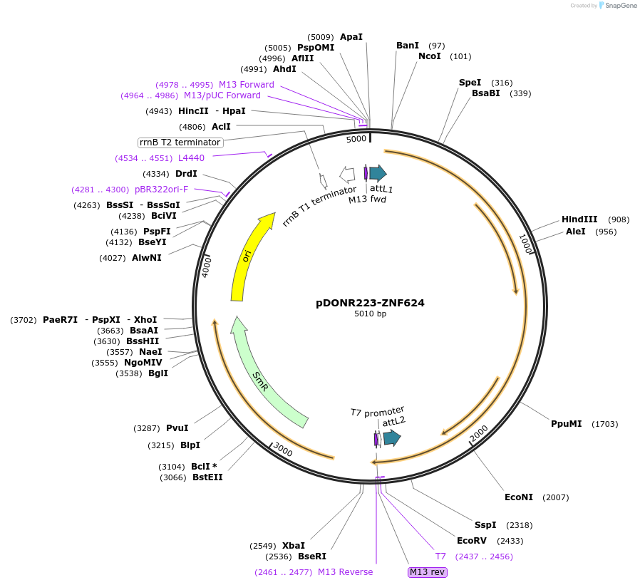 88065-plasmid-map-sequence-id-189948