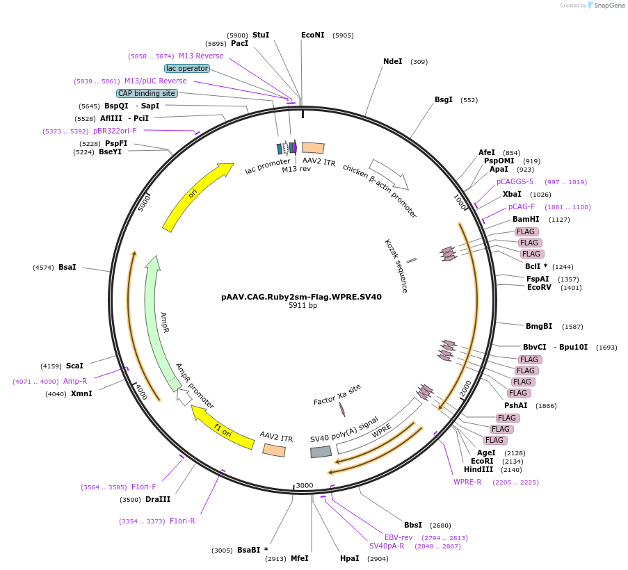 98925-plasmid-map-sequence-id-189951