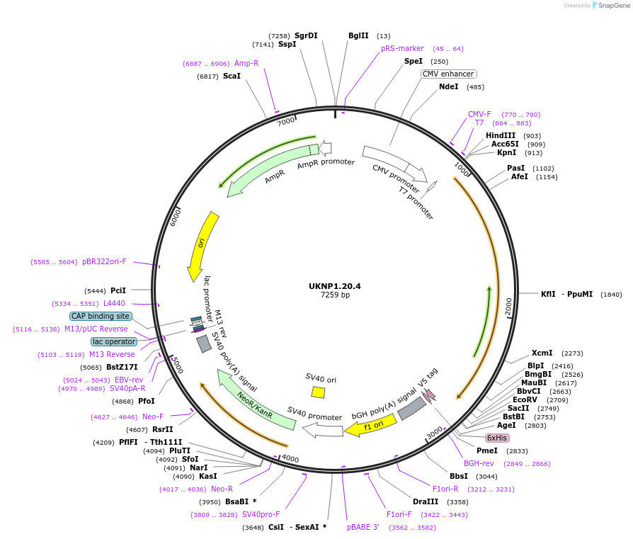 98198-plasmid-map-sequence-id-189957