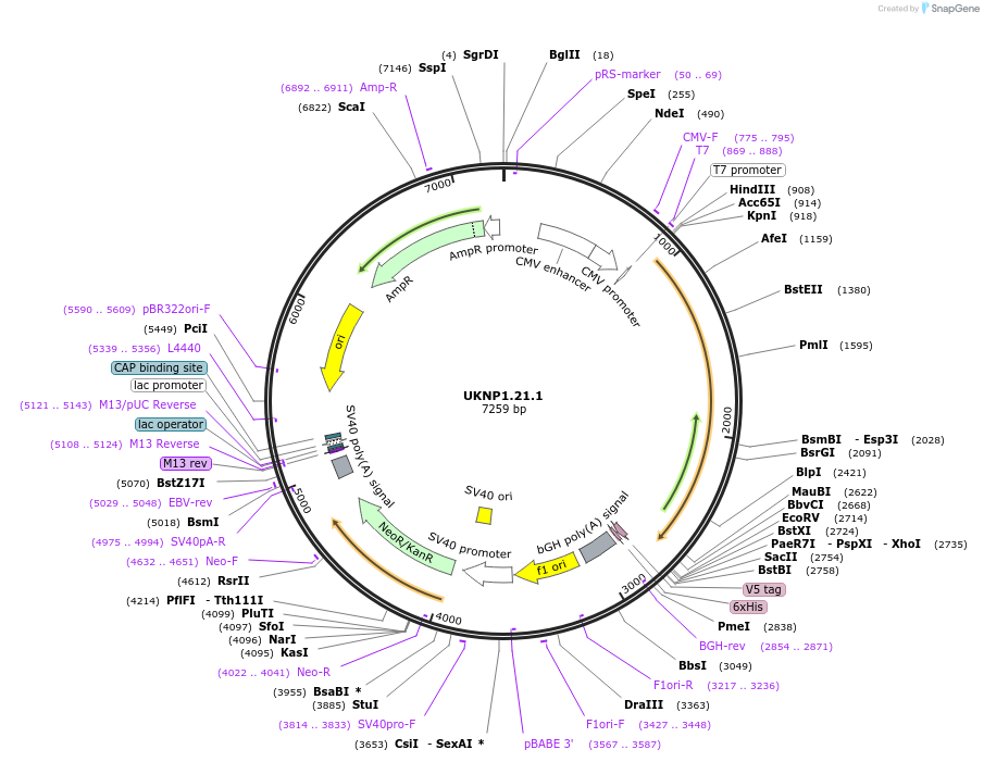 98199-plasmid-map-sequence-id-189958