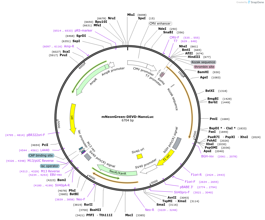 98287-plasmid-map-sequence-id-189960