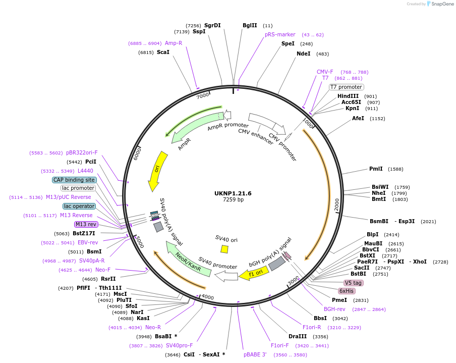 98204-plasmid-map-sequence-id-189965