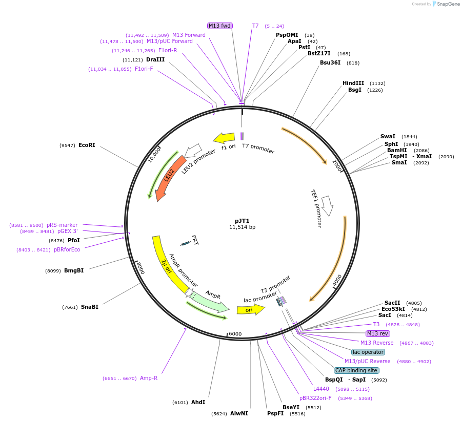98299-plasmid-map-sequence-id-189966