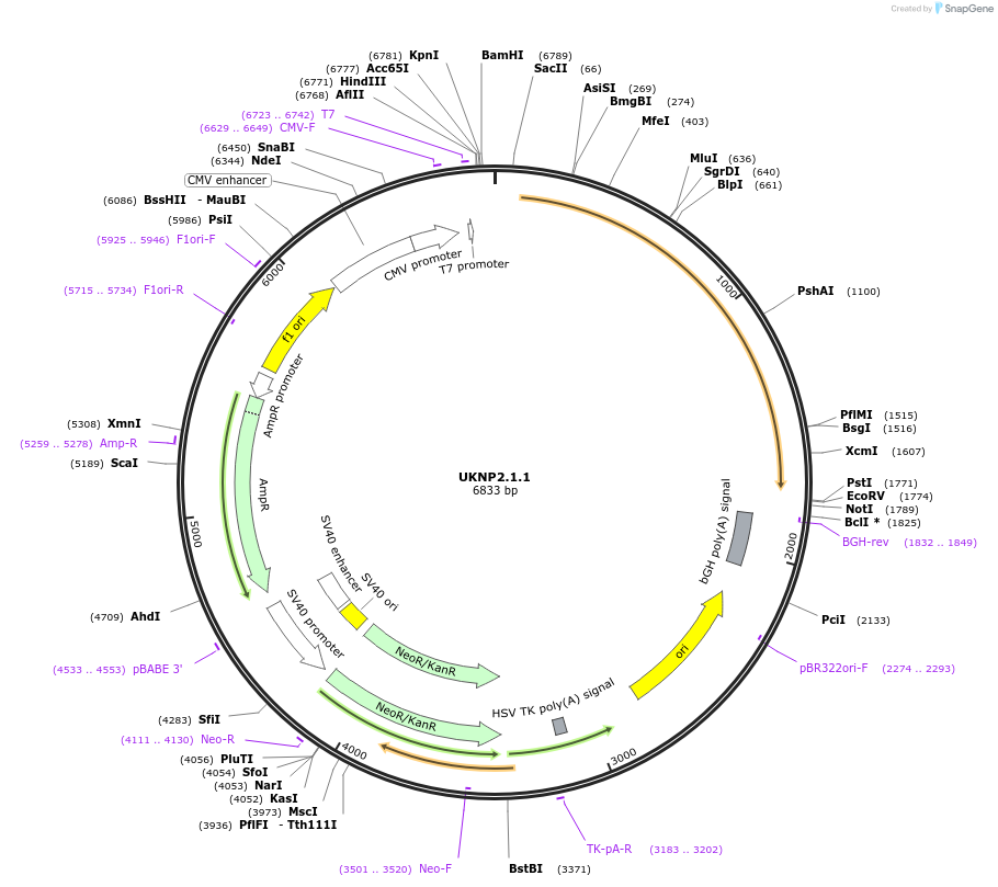 98207-plasmid-map-sequence-id-189969