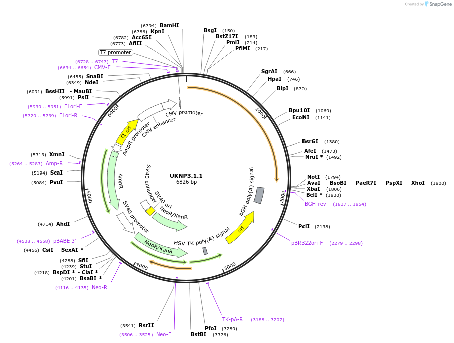 98214-plasmid-map-sequence-id-189982