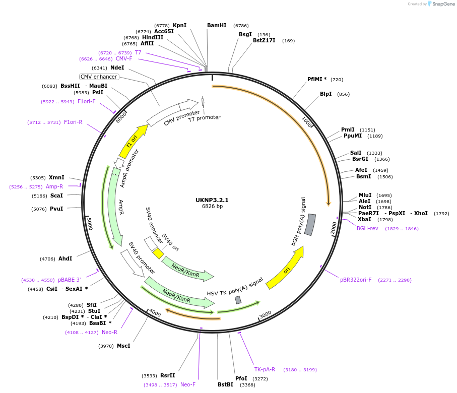 98222-plasmid-map-sequence-id-189986