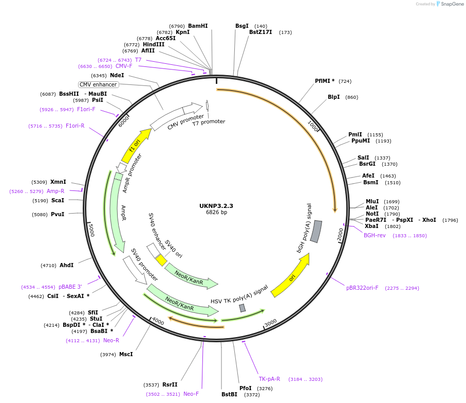 98248-plasmid-map-sequence-id-189988