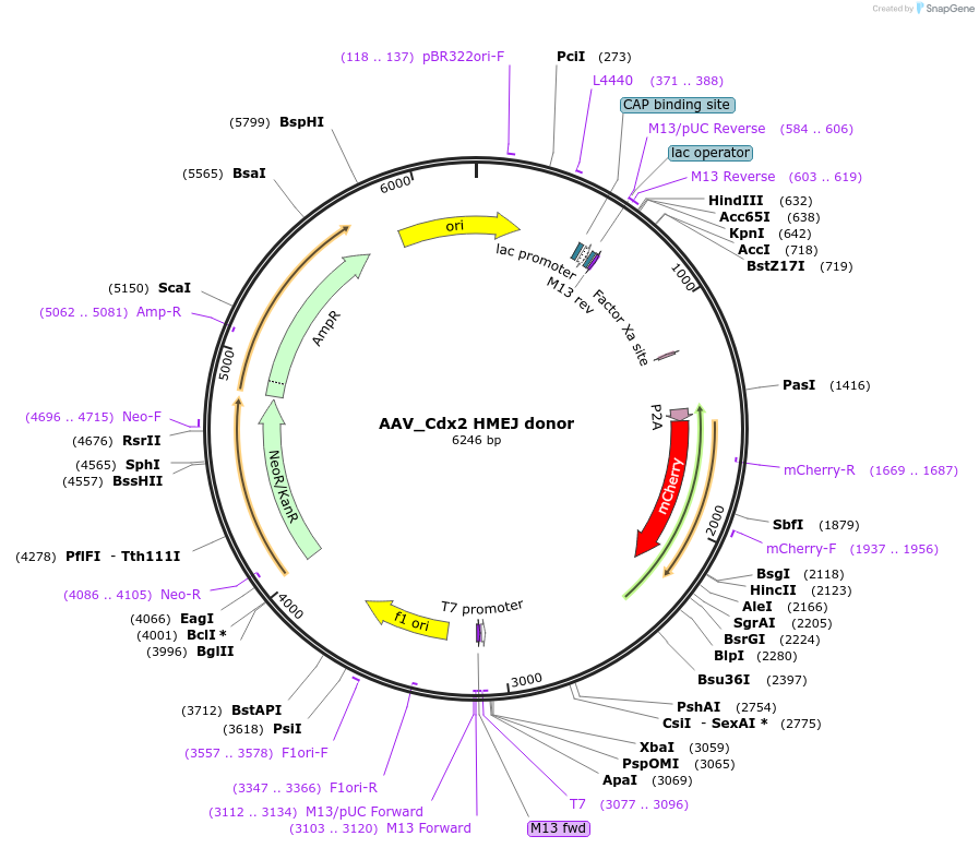 97319-plasmid-map-sequence-id-189990