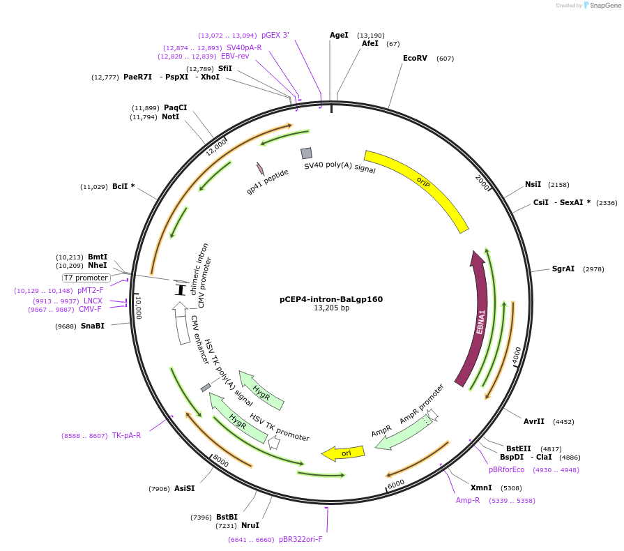 100918-plasmid-map-sequence-id-189993