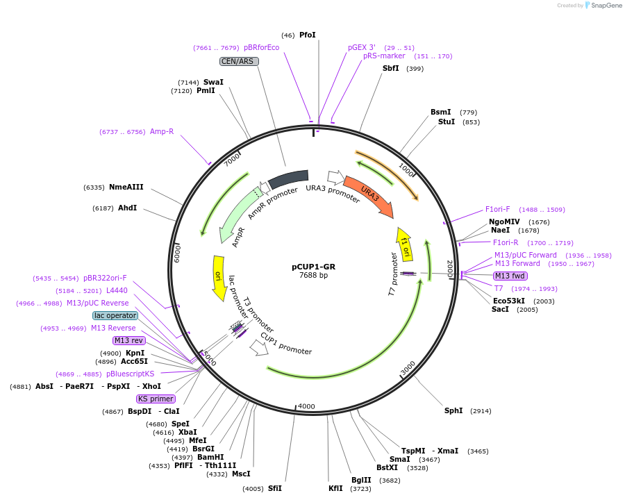 1212-plasmid-map-sequence-id-19