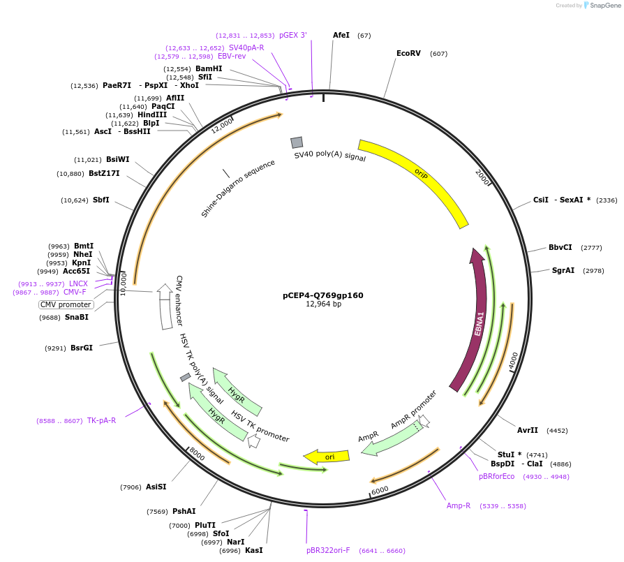 100928-plasmid-map-sequence-id-190002