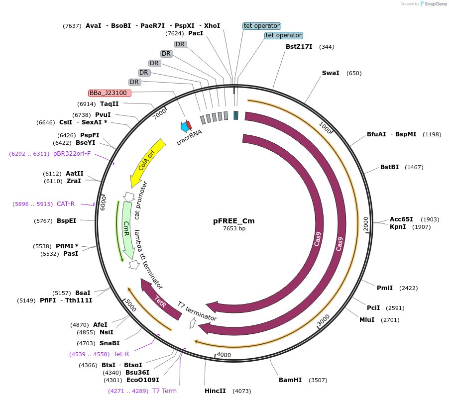 92052-plasmid-map-sequence-id-190010