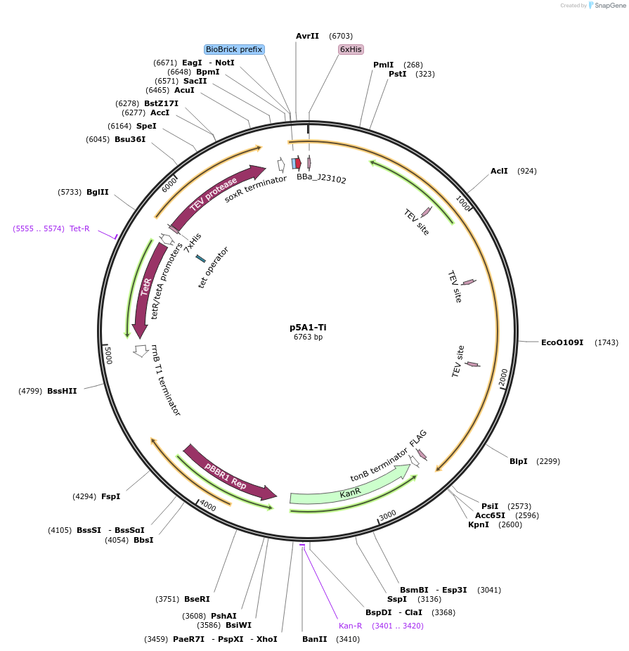 92018-plasmid-map-sequence-id-190014