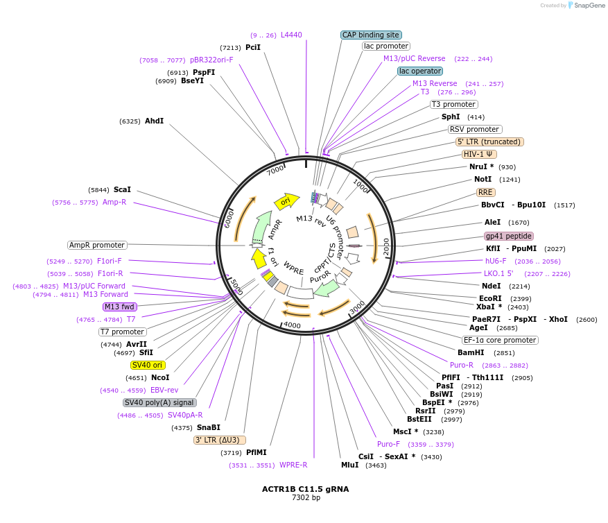 90524-plasmid-map-sequence-id-190029