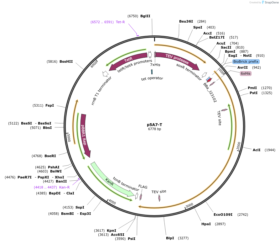 92020-plasmid-map-sequence-id-190036