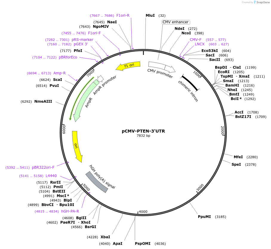 97204-plasmid-map-sequence-id-190066