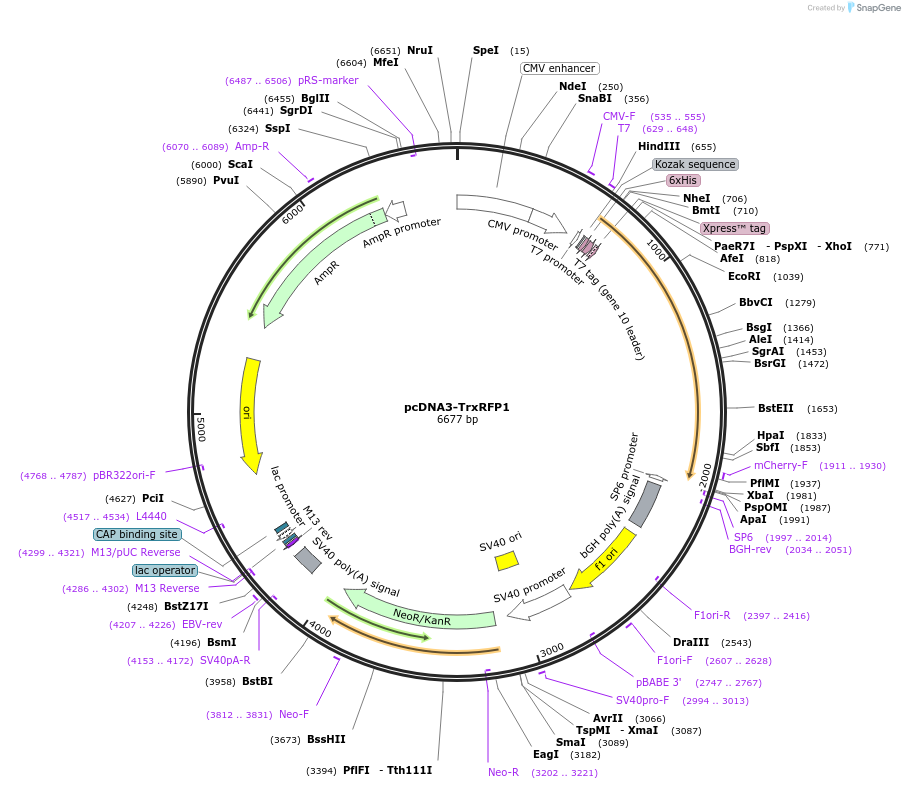 98996-plasmid-map-sequence-id-190084