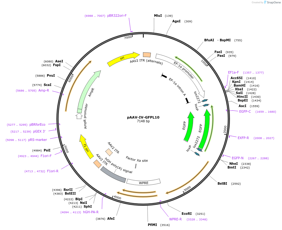 98704-plasmid-map-sequence-id-190086