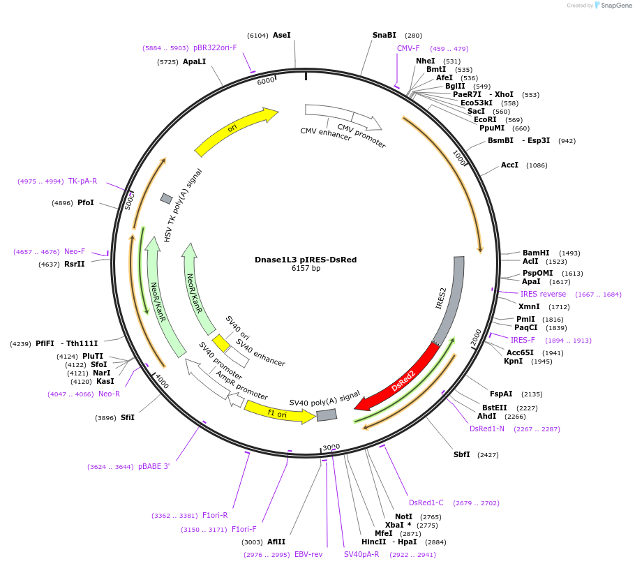 98845-plasmid-map-sequence-id-190088