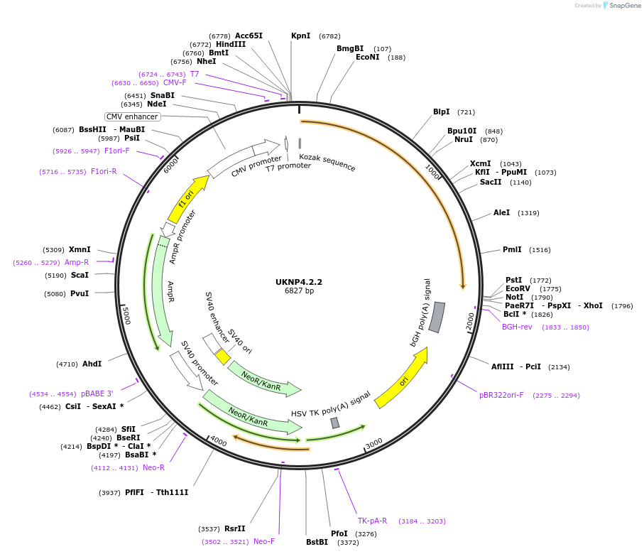 98268-plasmid-map-sequence-id-190091