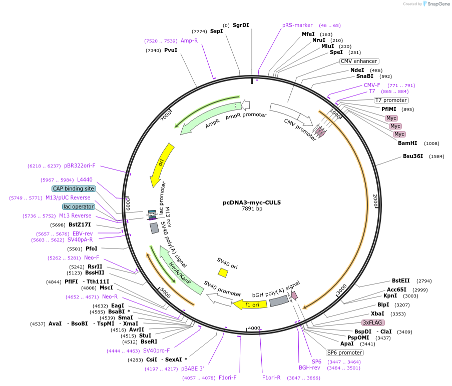 19895-plasmid-map-sequence-id-190134