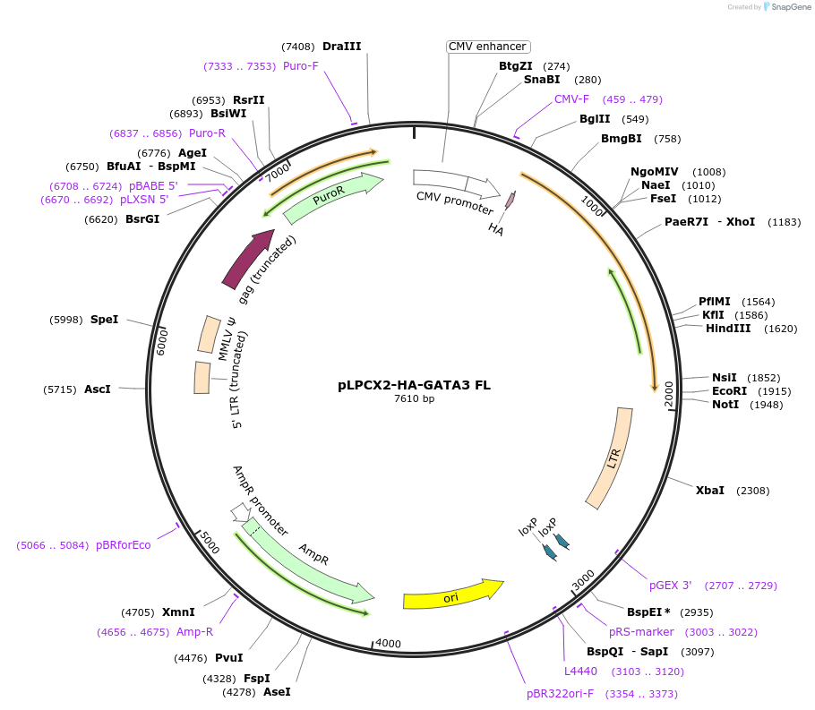 89835-plasmid-map-sequence-id-190135