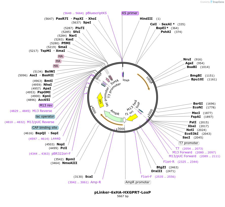 86552-plasmid-map-sequence-id-190138