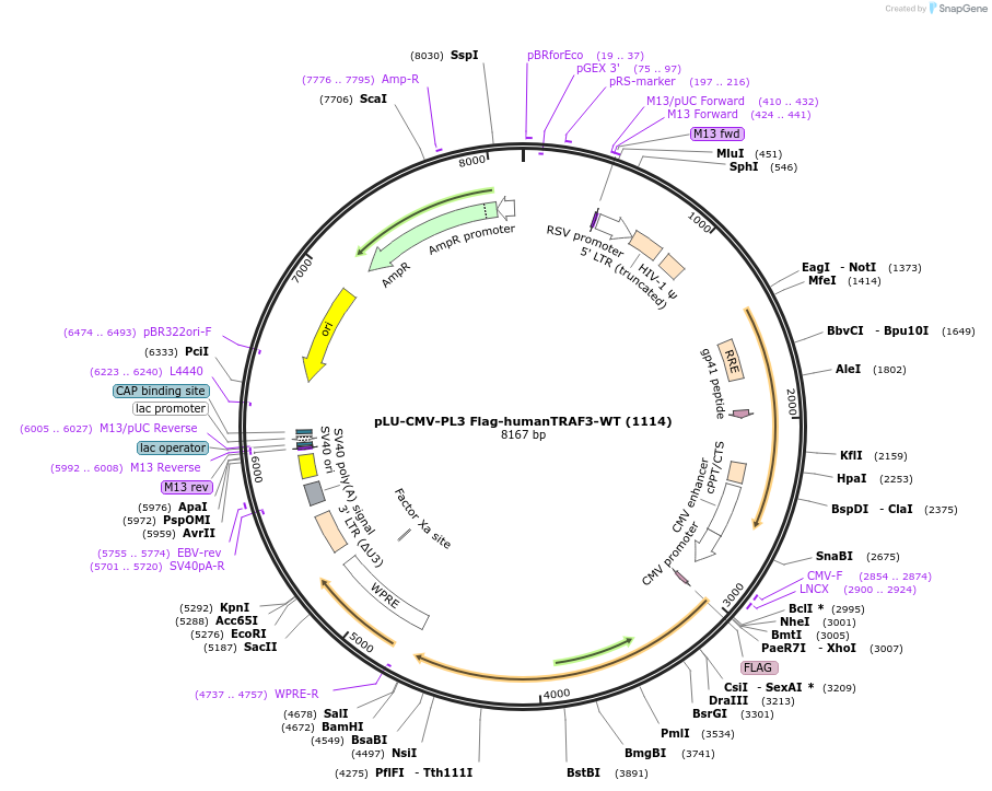 66922-plasmid-map-sequence-id-190155
