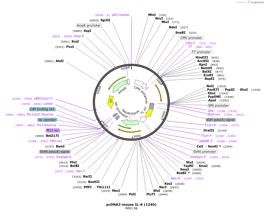 66908-plasmid-map-sequence-id-190156