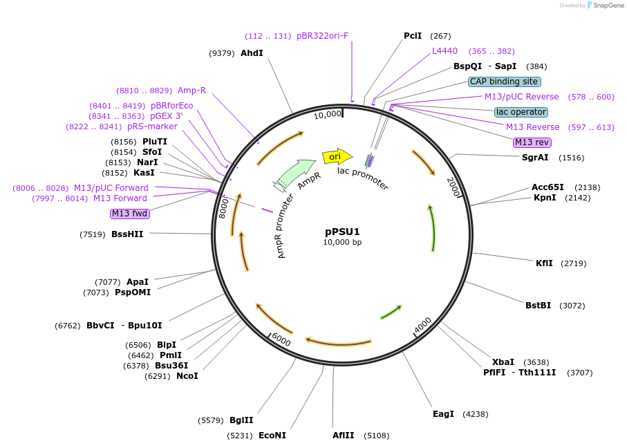 89439-plasmid-map-sequence-id-190157