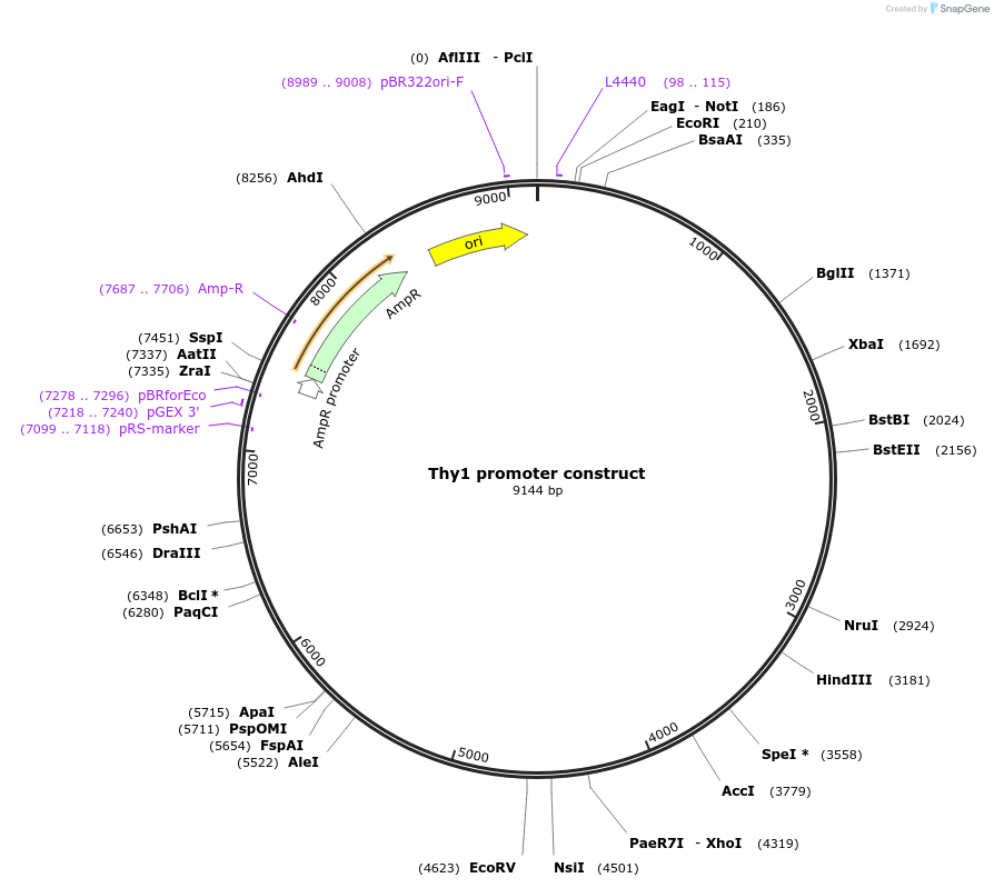 20736-plasmid-map-sequence-id-190159