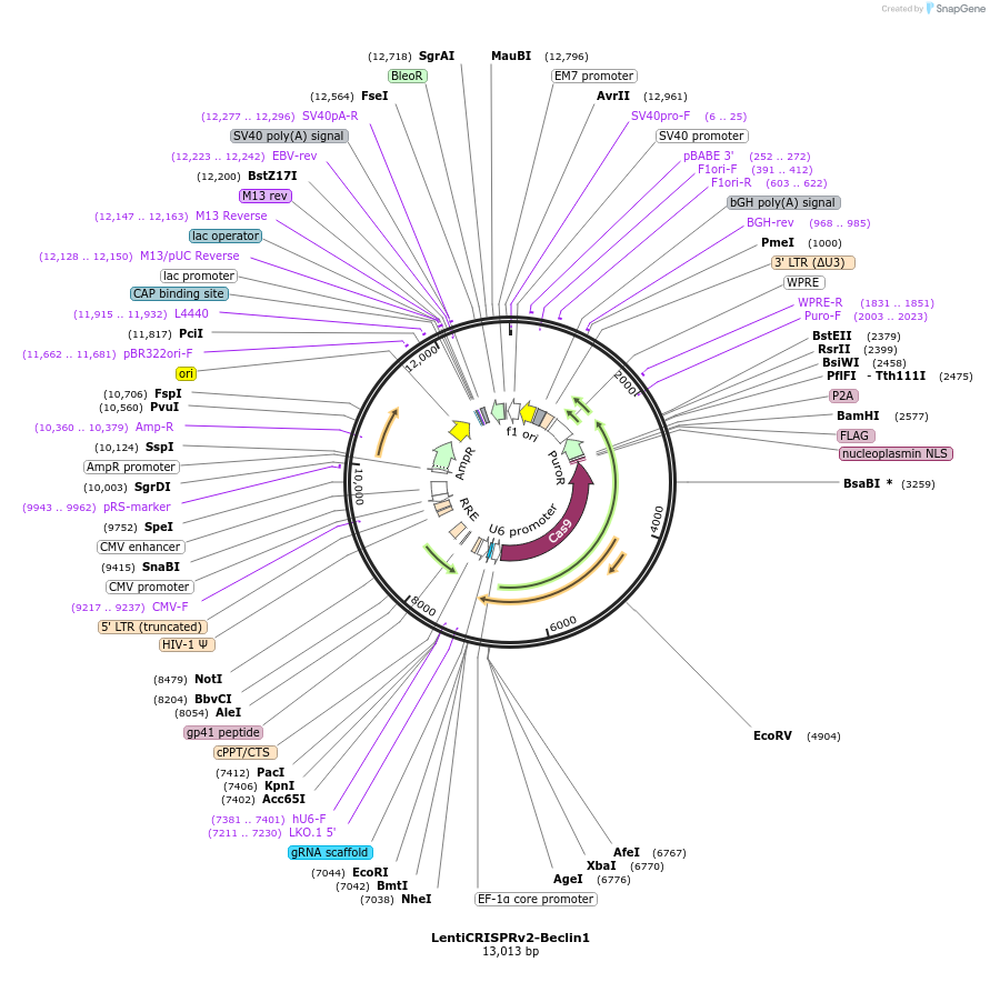 99574-plasmid-map-sequence-id-190168