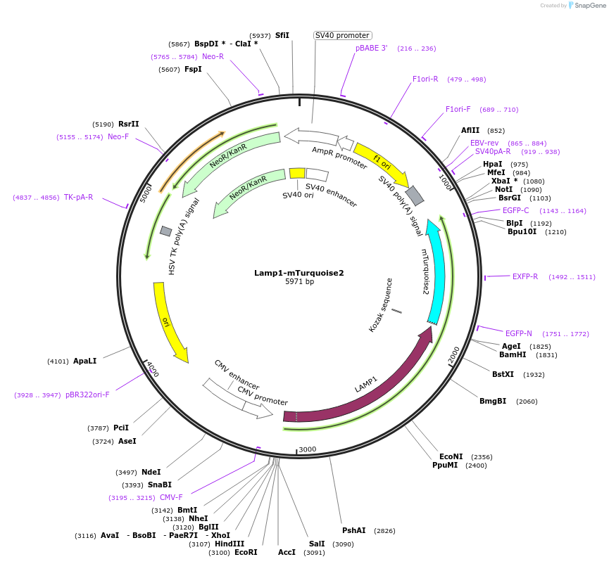 98828-plasmid-map-sequence-id-190174