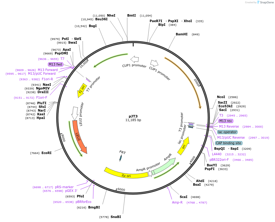 98304-plasmid-map-sequence-id-190175