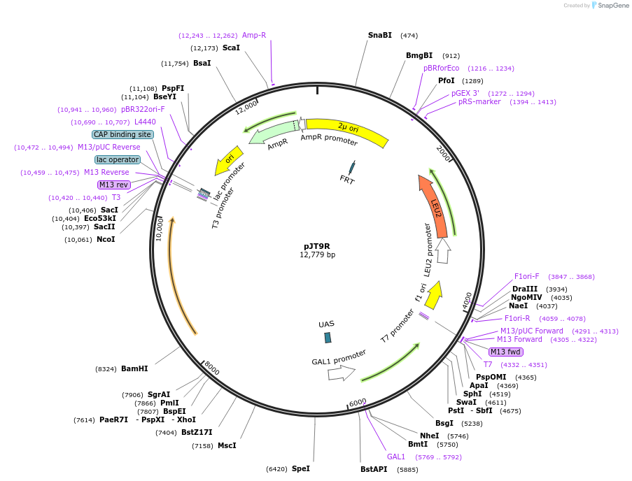98305-plasmid-map-sequence-id-190176
