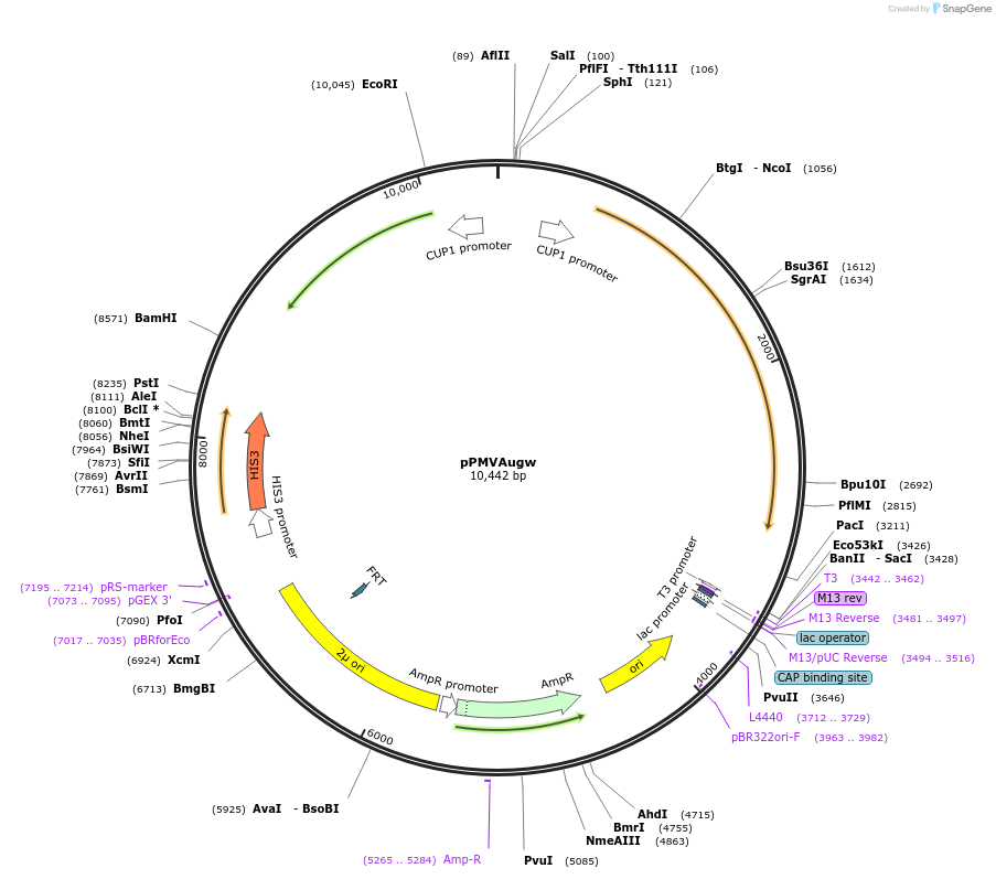 98300-plasmid-map-sequence-id-190179