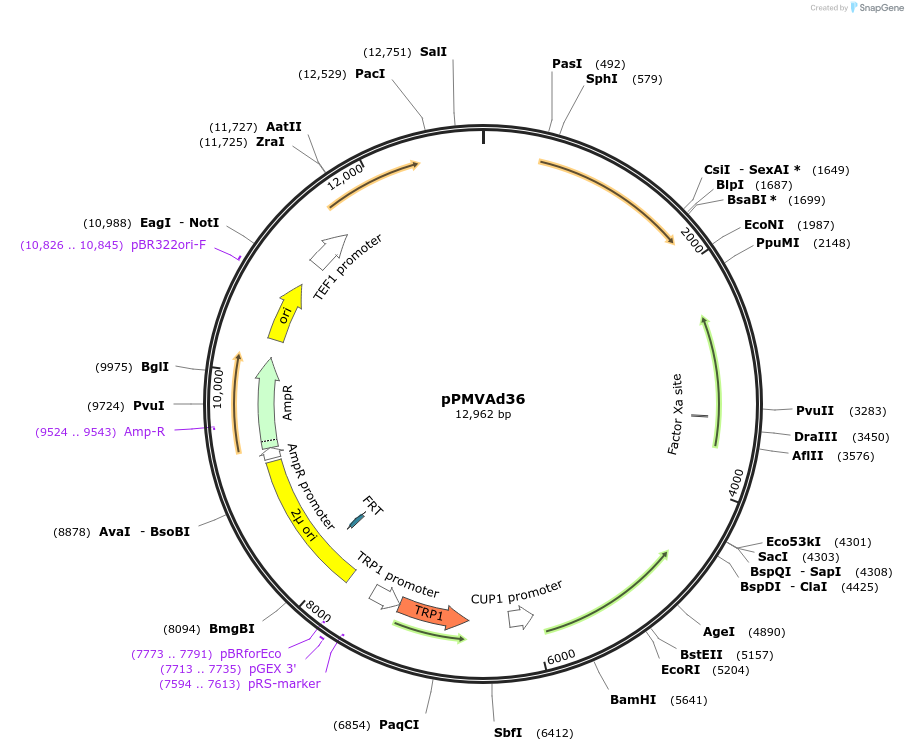 98302-plasmid-map-sequence-id-190207